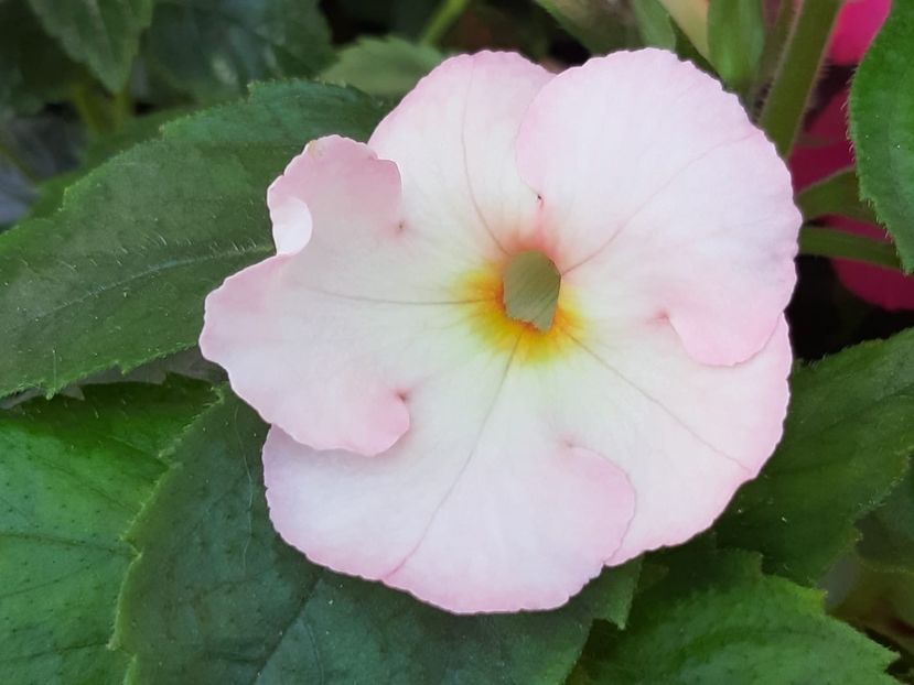 BriD’s Gwindi - Achi din semințe BriDs 2018