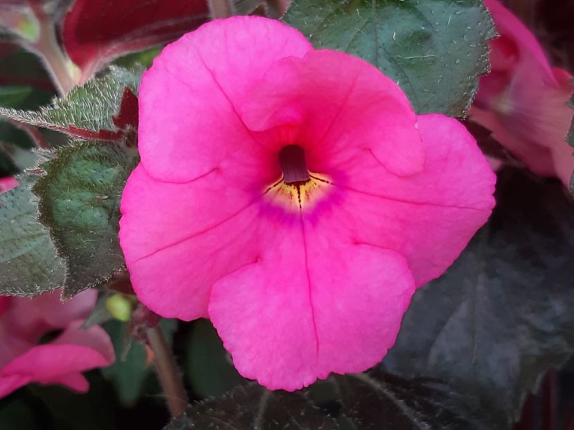 BriD’s Cara - Achi din semințe BriDs 2018