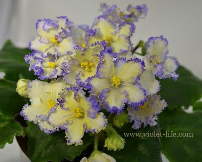  - Ma s Ching Dynasty