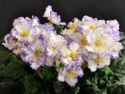  - Ma s Ching Dynasty