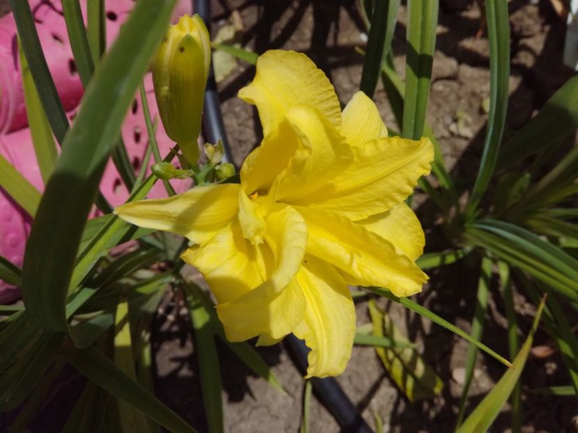 Double River Wye - Hemerocallis 2020