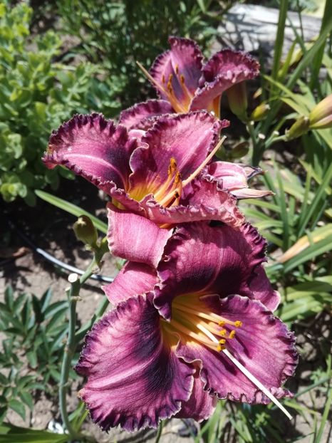 Druid's Chant - Hemerocallis 2020