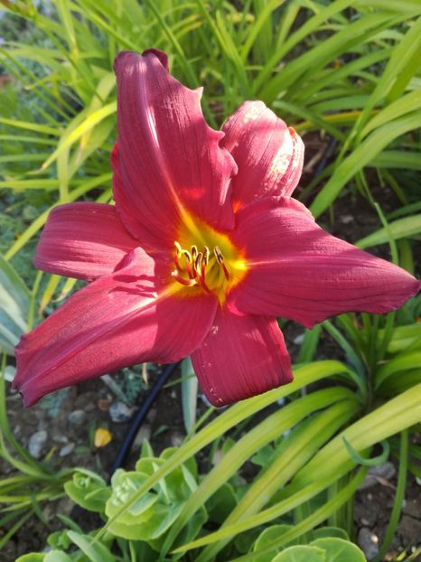  - Hemerocallis 2020