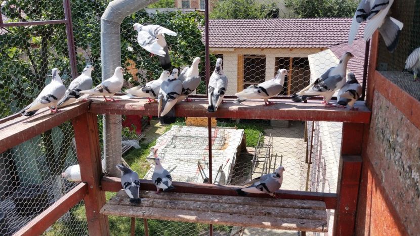  - A-- DE VANZARE JUCATORI DE GALATI