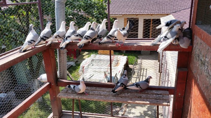  - A-- DE VANZARE JUCATORI DE GALATI