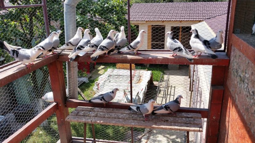  - A-- DE VANZARE JUCATORI DE GALATI