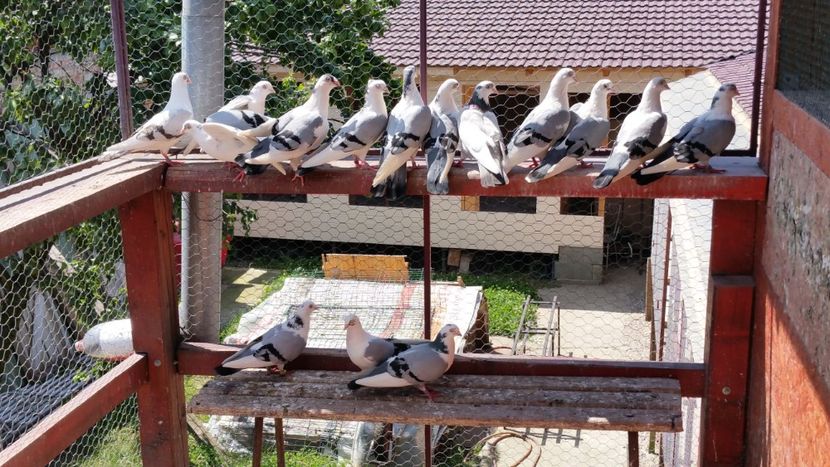  - A-- DE VANZARE JUCATORI DE GALATI