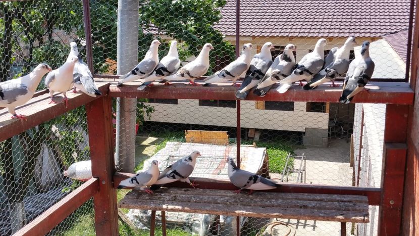  - A-- DE VANZARE JUCATORI DE GALATI