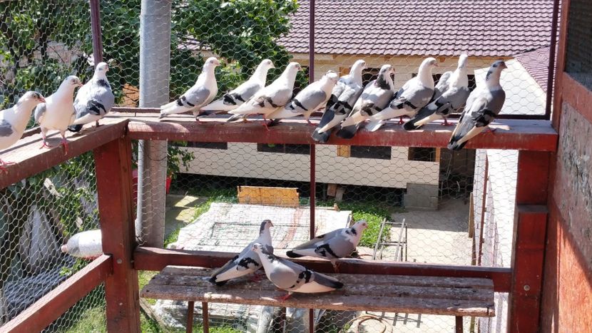  - A-- DE VANZARE JUCATORI DE GALATI