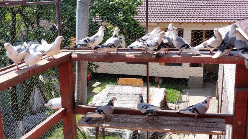  - A-- DE VANZARE JUCATORI DE GALATI