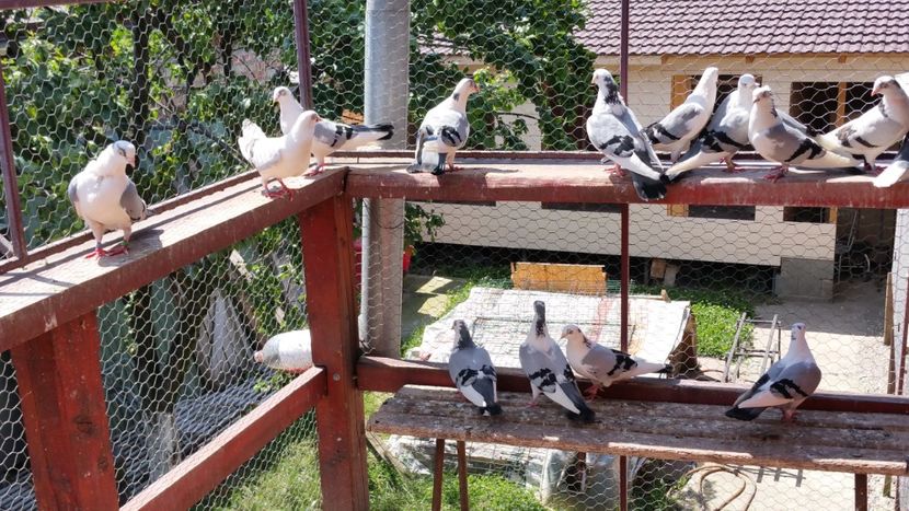  - A-- DE VANZARE JUCATORI DE GALATI