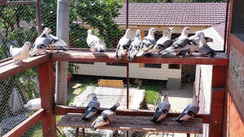  - A-- DE VANZARE JUCATORI DE GALATI