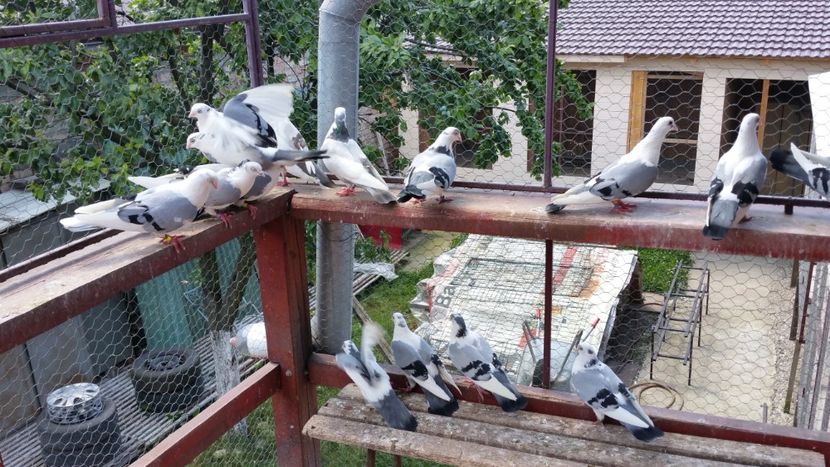  - A-- DE VANZARE JUCATORI DE GALATI