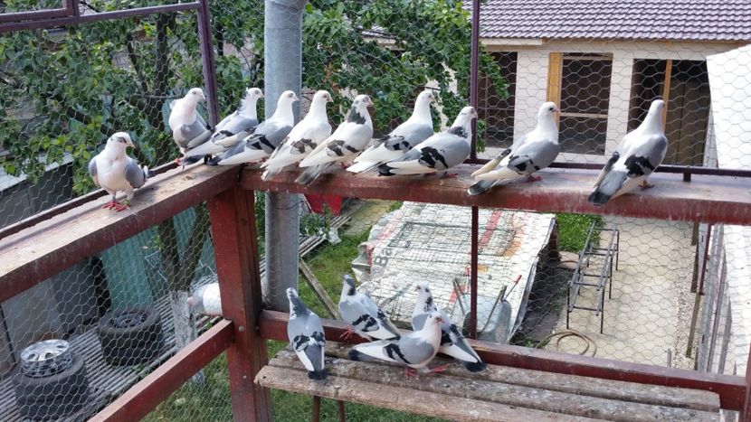  - A-- DE VANZARE JUCATORI DE GALATI