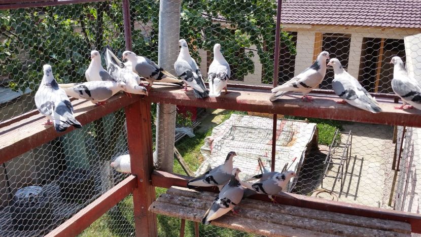  - A-- DE VANZARE JUCATORI DE GALATI