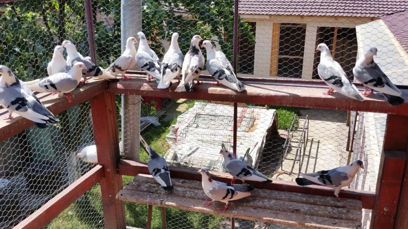  - A-- DE VANZARE JUCATORI DE GALATI