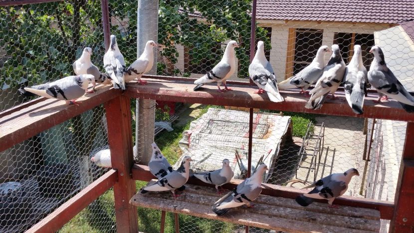  - A-- DE VANZARE JUCATORI DE GALATI