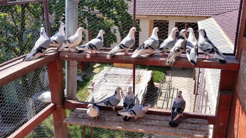  - A-- DE VANZARE JUCATORI DE GALATI