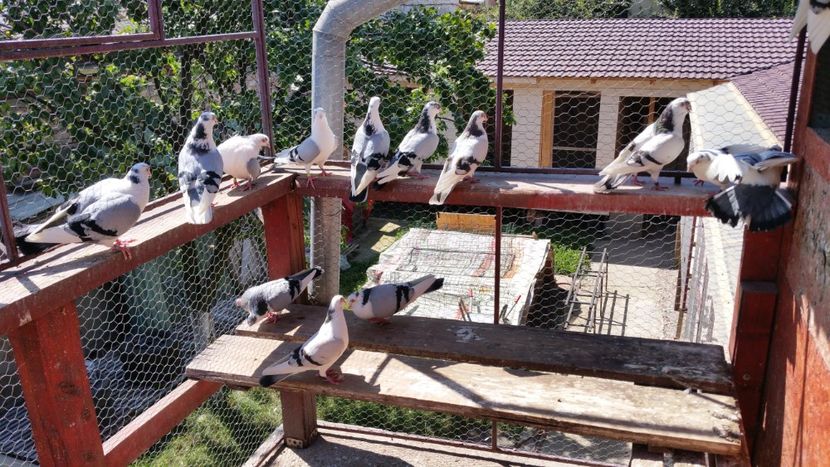  - A-- DE VANZARE JUCATORI DE GALATI