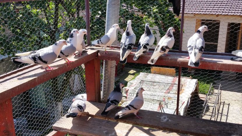  - A-- DE VANZARE JUCATORI DE GALATI