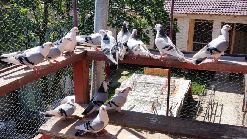  - A-- DE VANZARE JUCATORI DE GALATI