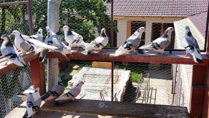  - A-- DE VANZARE JUCATORI DE GALATI