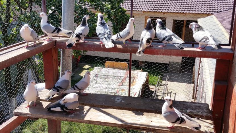  - A-- DE VANZARE JUCATORI DE GALATI