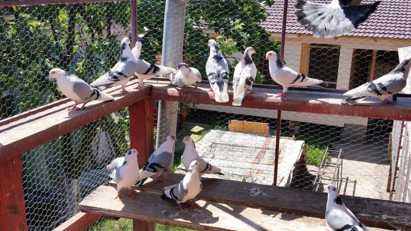  - A-- DE VANZARE JUCATORI DE GALATI