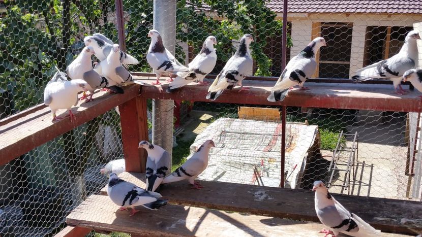  - A-- DE VANZARE JUCATORI DE GALATI