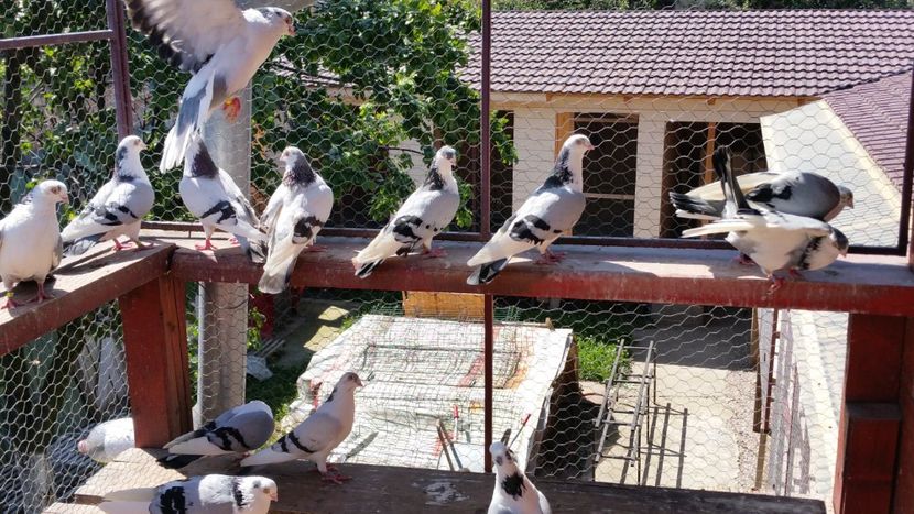  - A-- DE VANZARE JUCATORI DE GALATI