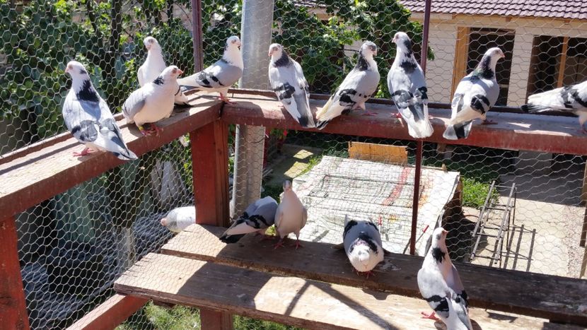  - A-- DE VANZARE JUCATORI DE GALATI