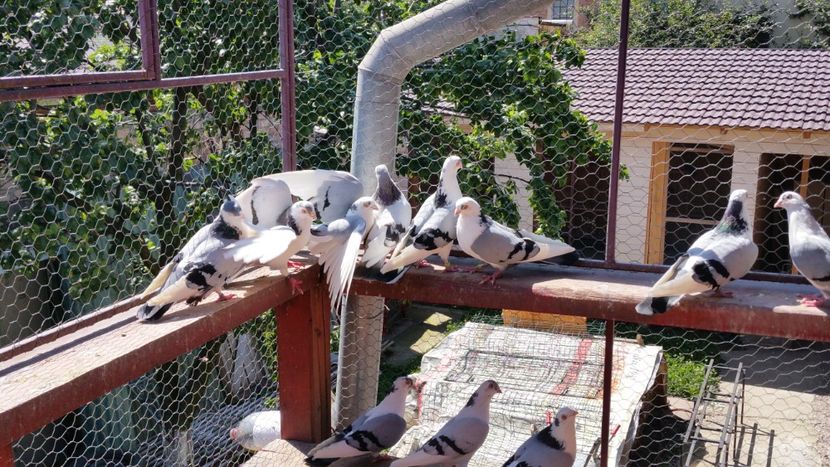  - A-- DE VANZARE JUCATORI DE GALATI