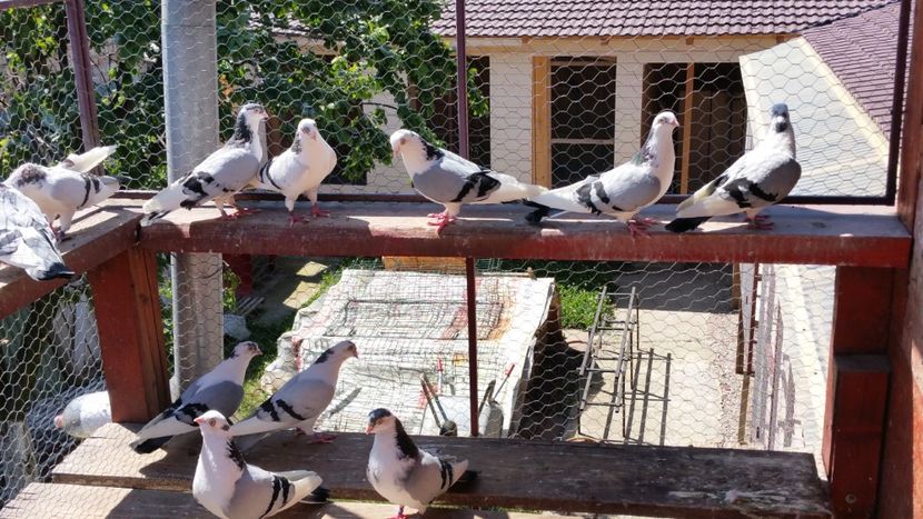  - A-- DE VANZARE JUCATORI DE GALATI