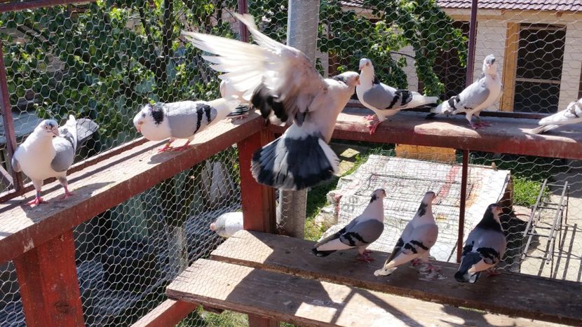  - A-- DE VANZARE JUCATORI DE GALATI