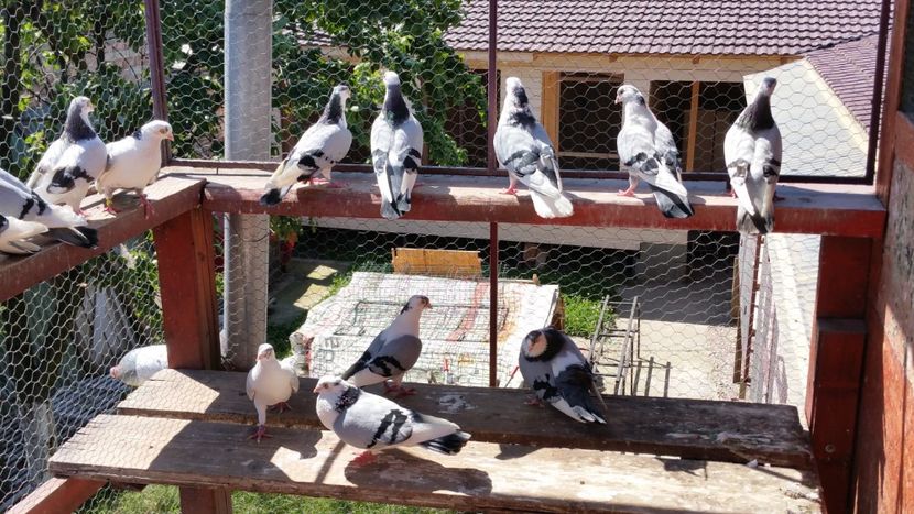  - A-- DE VANZARE JUCATORI DE GALATI