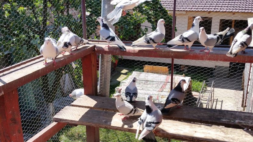  - A-- DE VANZARE JUCATORI DE GALATI