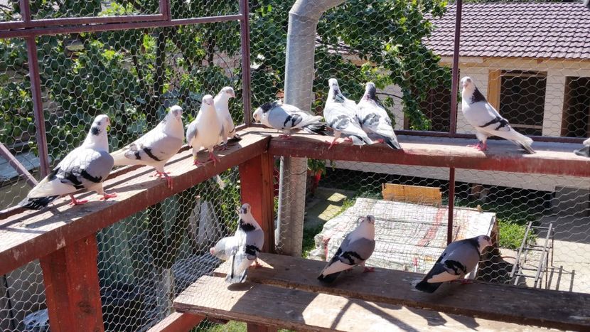  - A-- DE VANZARE JUCATORI DE GALATI