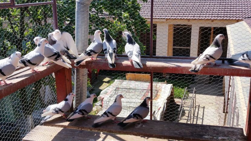  - A-- DE VANZARE JUCATORI DE GALATI