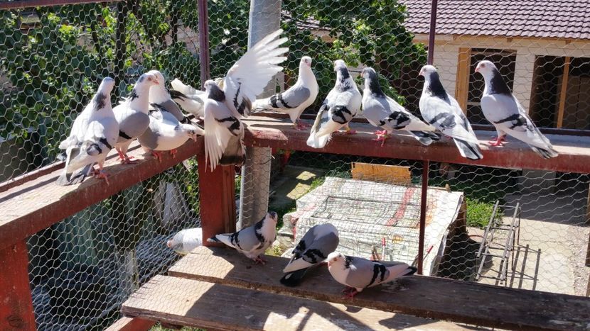  - A-- DE VANZARE JUCATORI DE GALATI