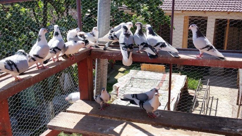  - A-- DE VANZARE JUCATORI DE GALATI