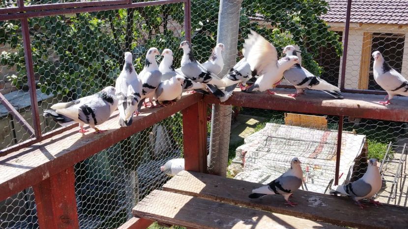  - A-- DE VANZARE JUCATORI DE GALATI