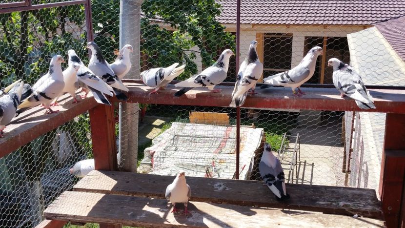  - A-- DE VANZARE JUCATORI DE GALATI