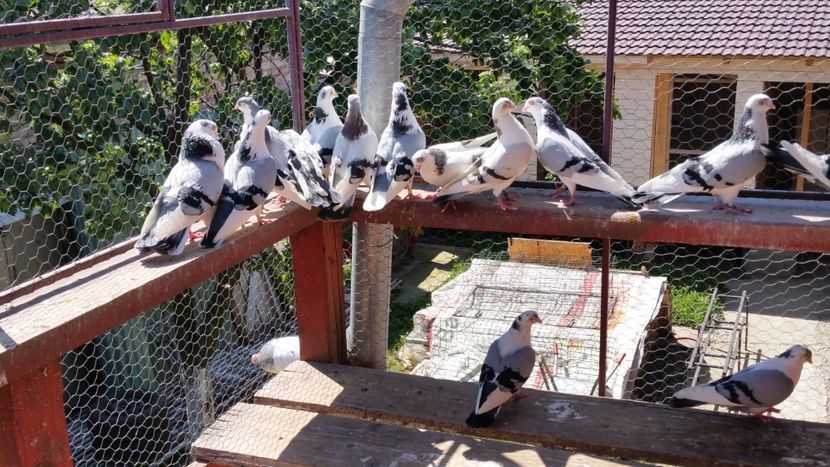  - A-- DE VANZARE JUCATORI DE GALATI