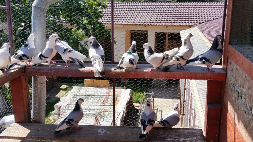  - A-- DE VANZARE JUCATORI DE GALATI