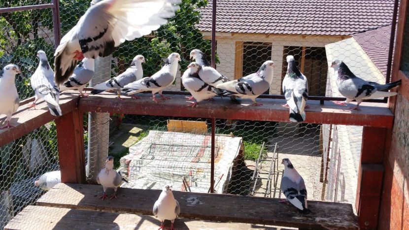  - A-- DE VANZARE JUCATORI DE GALATI