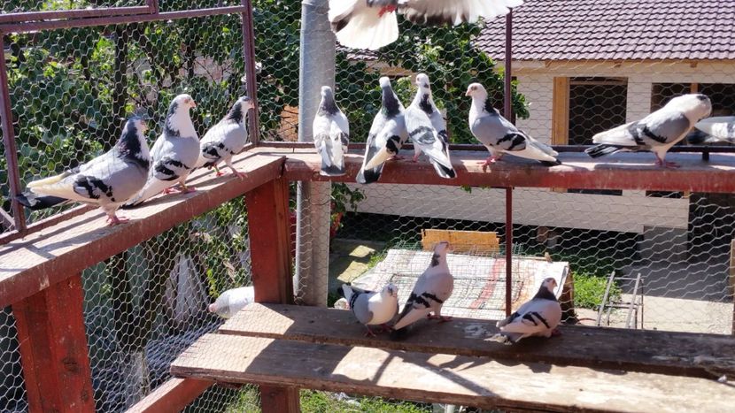  - A-- DE VANZARE JUCATORI DE GALATI