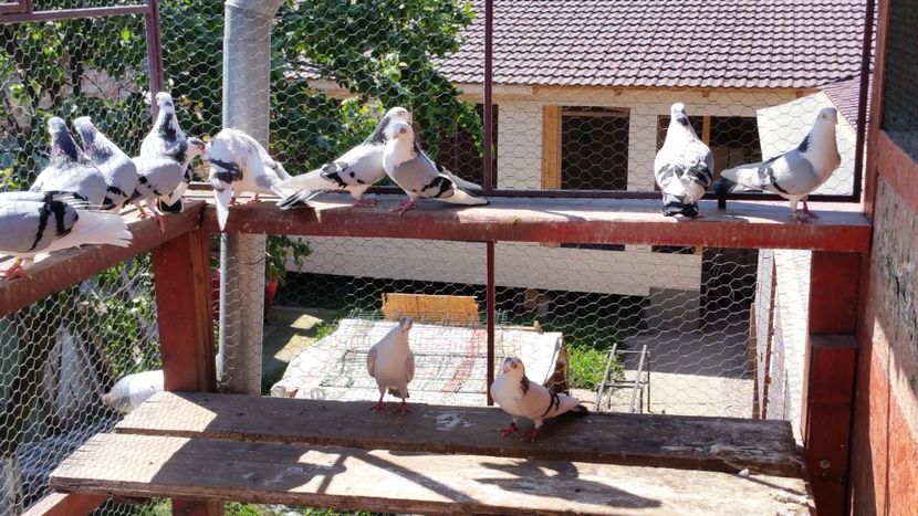  - A-- DE VANZARE JUCATORI DE GALATI