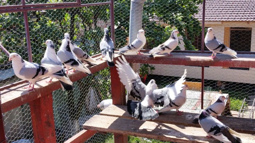  - A-- DE VANZARE JUCATORI DE GALATI