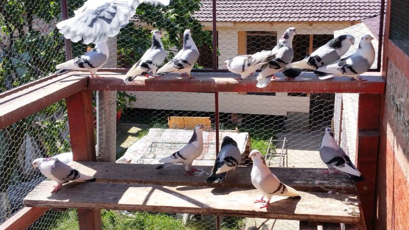  - A-- DE VANZARE JUCATORI DE GALATI