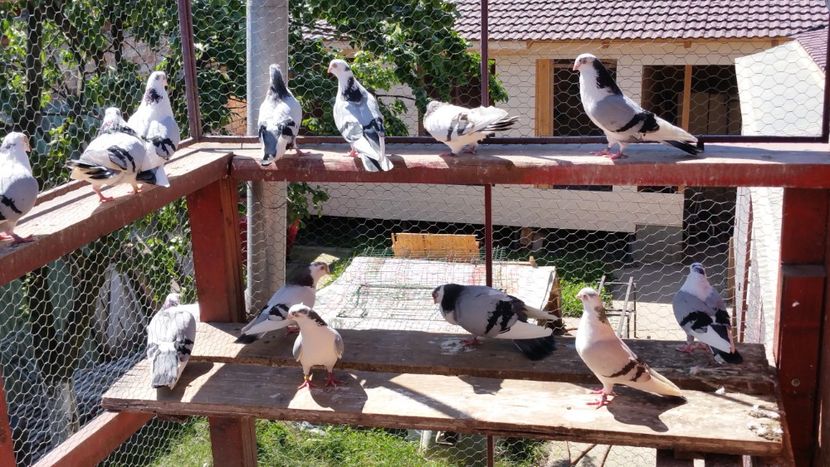  - A-- DE VANZARE JUCATORI DE GALATI